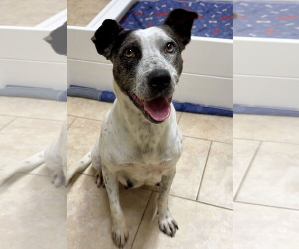 Medium Photo #1 Catahoula Leopard Dog-Unknown Mix Puppy For Sale in Green Forest, AR, USA