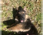 Small Photo #5 German Shepherd Dog Puppy For Sale in AUTRYVILLE, NC, USA