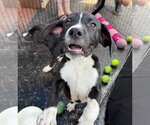 Small #1 Labrador Retriever Mix