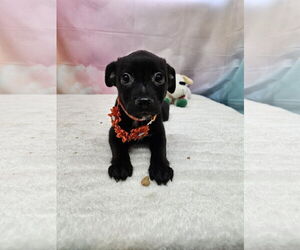 Dachshund-Unknown Mix Dogs for adoption in Metairie, LA, USA