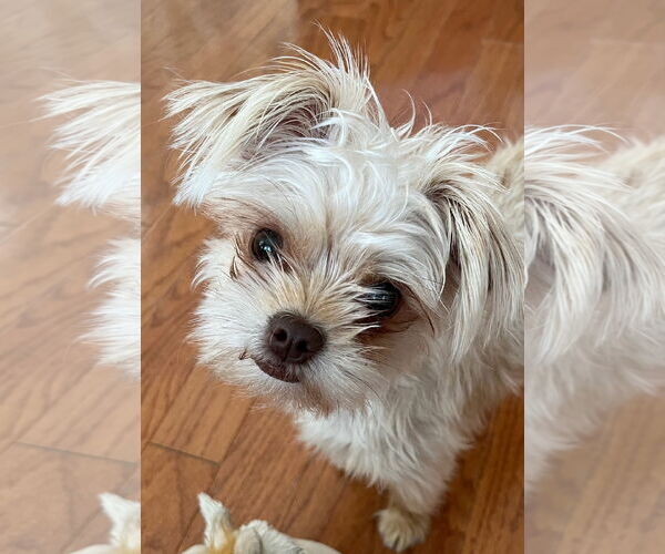 Medium Photo #2 Mutt Puppy For Sale in Morganville, NJ, USA