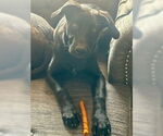 Small #11 Sheprador