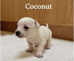 Small Boston Huahua