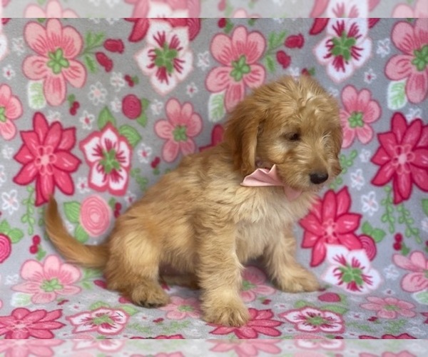 Medium Photo #2 Double Doodle Puppy For Sale in LANCASTER, PA, USA