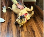 Small #5 Dogue de Bordeaux-French Mastiff Mix