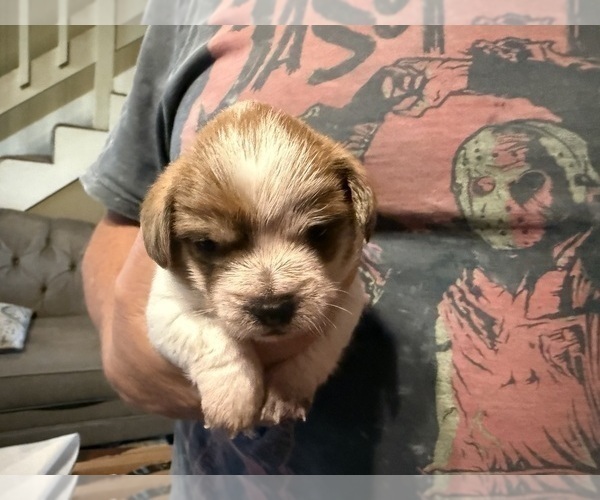 Medium Photo #38 Schweenie Puppy For Sale in DOTHAN, AL, USA
