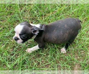 Boston Terrier Puppy for sale in PINK HILL, NC, USA