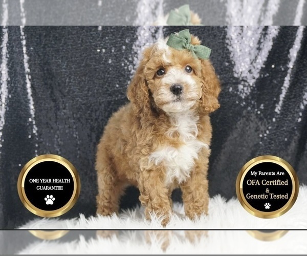 Medium Photo #6 Poodle (Miniature) Puppy For Sale in WARSAW, IN, USA