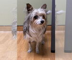 Small #3 Mutt