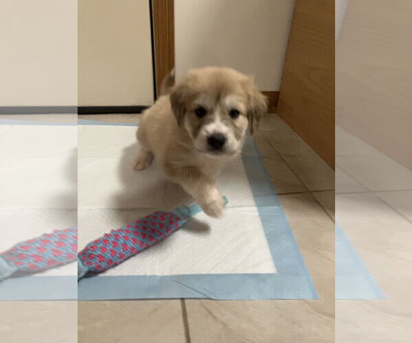 Medium Photo #3 Labrador Retriever-Unknown Mix Puppy For Sale in Plainfield, IL, USA