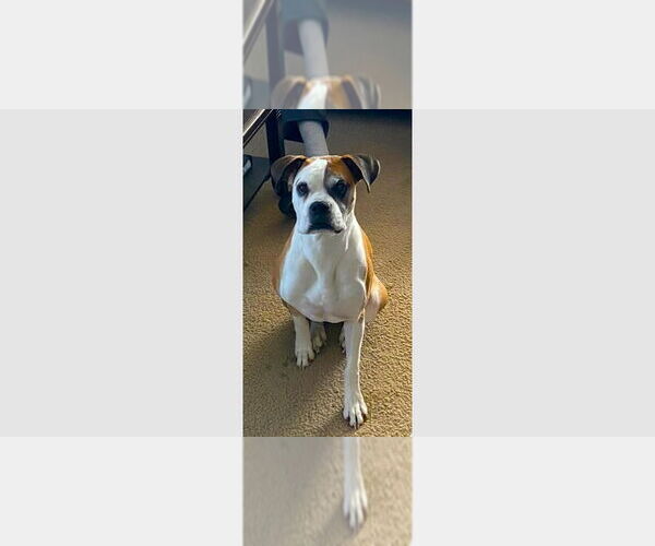 Medium Photo #3 Boxer Puppy For Sale in Austin, TX, USA