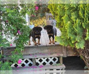 Rottweiler Puppy for Sale in WILBUR, Washington USA
