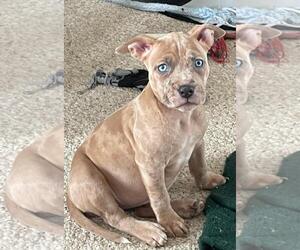 American Pit Bull Terrier Dogs for adoption in Belleville, MI, USA