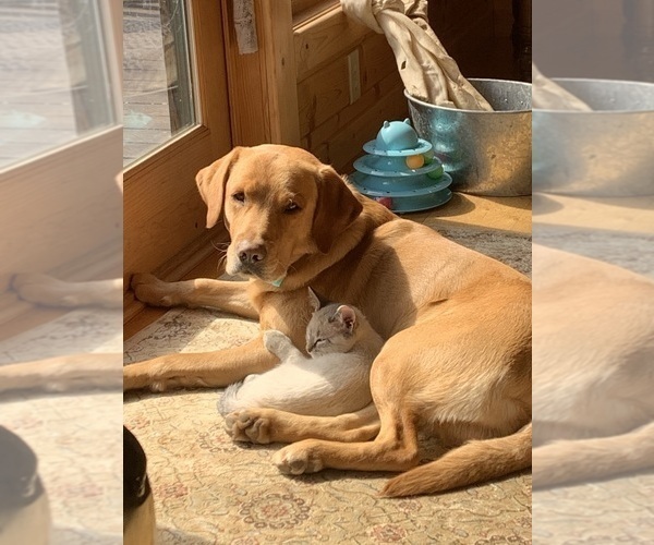 Medium Photo #1 Labrador Retriever Puppy For Sale in FREDERIC, WI, USA