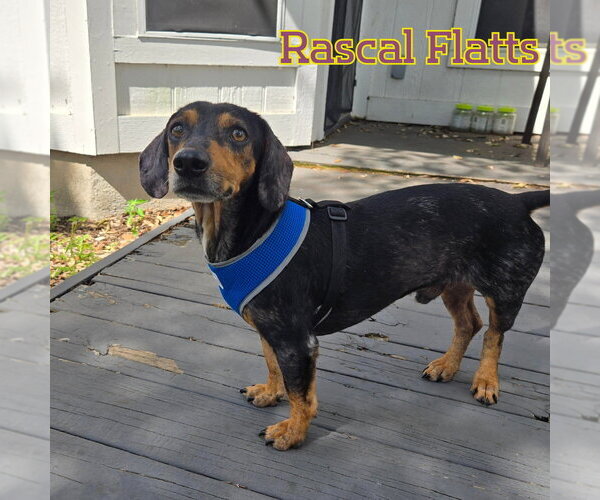 Medium Photo #4 Dachshund Puppy For Sale in San Antonio, TX, USA