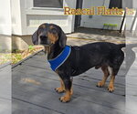 Small #3 Dachshund