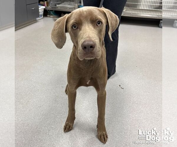 Medium Photo #1 Retriever -Weimaraner Mix Puppy For Sale in Washington, DC, USA