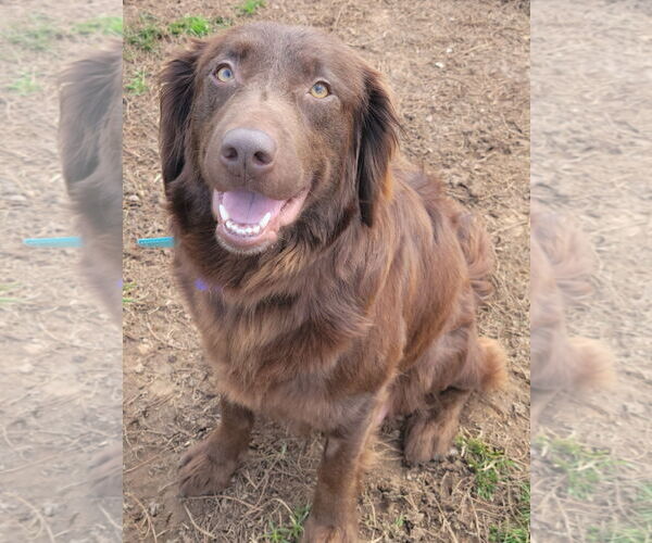 Medium Photo #6 Australian Shepherd-Chocolate Labrador retriever Mix Puppy For Sale in Cookeville, TN, USA