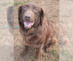 Small #5 Australian Shepherd-Chocolate Labrador retriever Mix