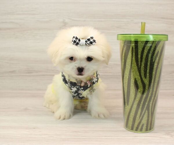 Medium Photo #2 Mal-Shi Puppy For Sale in LAS VEGAS, NV, USA