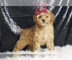 Puppy AKC Vixen Poodle (Toy)