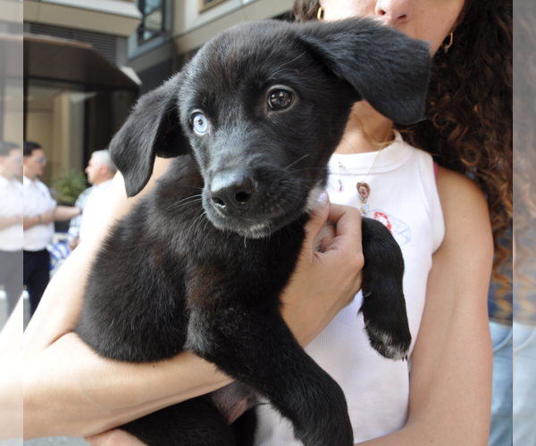 Medium Photo #8 Mutt Puppy For Sale in Brooklyn, NY, USA