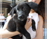 Small #7 Mutt
