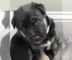 Small Photo #2 Alusky-German Shepherd Dog Mix Puppy For Sale in CUMBERLAND, RI, USA