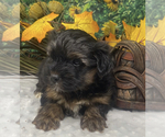 Small #6 Shorkie Tzu