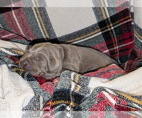 Medium Photo #27 Labrador Retriever Puppy For Sale in PALMYRA, VA, USA