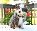 Small #3 Miniature Australian Shepherd