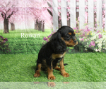 Image preview for Ad Listing. Nickname: Rowan