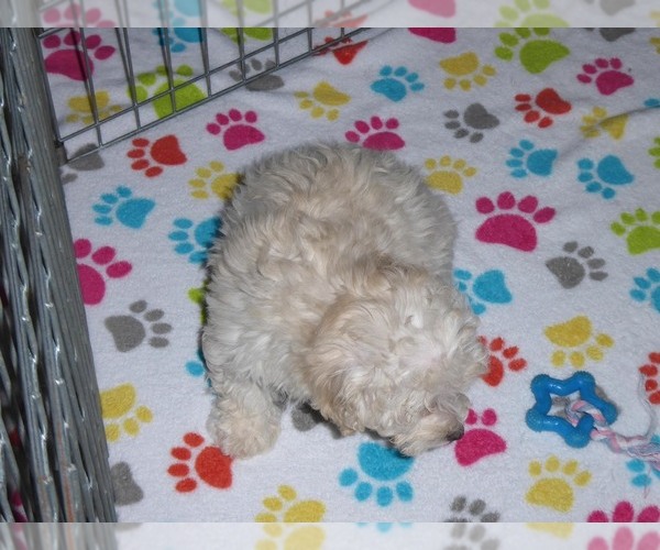 Medium Photo #6 Havanese-Poodle (Toy) Mix Puppy For Sale in ORO VALLEY, AZ, USA