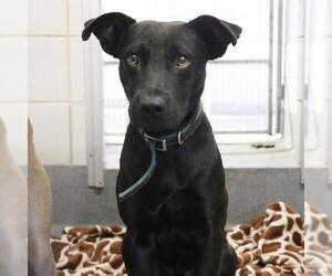 Labrador Retriever-Unknown Mix Dogs for adoption in San Antonio, TX, USA