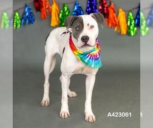 American Pit Bull Terrier Dogs for adoption in Conroe, TX, USA
