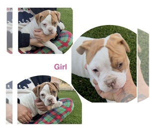 Medium American Bulldog