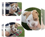 Puppy Puppy 6 American Bulldog