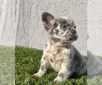 Small Photo #7 French Bulldog Puppy For Sale in SAN ANTONIO, TX, USA