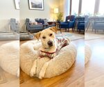 Small Photo #13 Labrador Retriever-Unknown Mix Puppy For Sale in Princeton, MN, USA