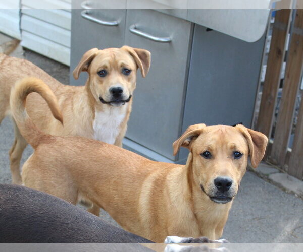 Medium Photo #2 Boxer-Unknown Mix Puppy For Sale in Burnsville, MN, USA