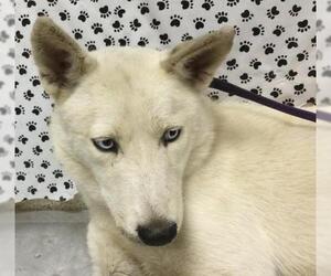 Siberian Husky Dogs for adoption in Riverside, CA, USA