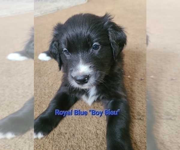 Medium Photo #2 Australian Retriever Puppy For Sale in DAYTON, OH, USA