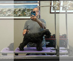 Small #1 Schnauzer (Miniature)