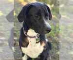 Small #1 Labrador Retriever Mix