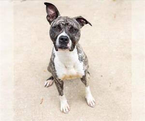American Pit Bull Terrier Dogs for adoption in Aurora, IL, USA
