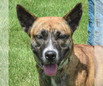 Small #2 Holland Shepherd Mix