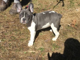 French Bulldog Puppy for sale in ORTONVILLE, MI, USA