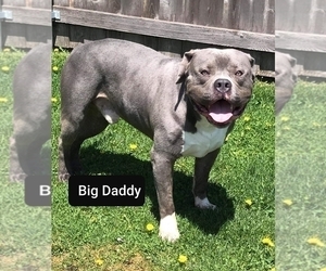 Father of the American Bully puppies born on 07/12/2020