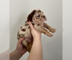 English Bulldog Puppy for sale in ORLANDO, FL, USA