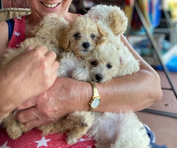 Medium Photo #1 Poodle (Toy) Puppy For Sale in AVA, MO, USA